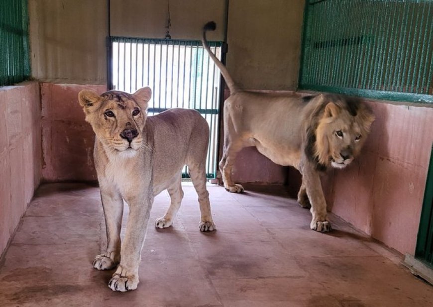 संजय गांधी राष्ट्रीय उद्यान में बाघ सफारी के बाद अब तेंदुआ  सफारी